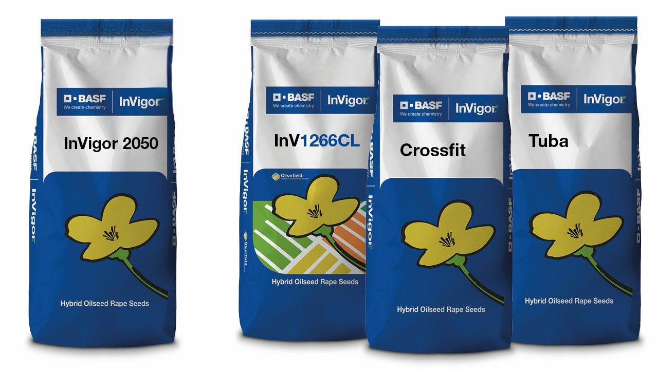 odmiany-nasion-invigor-basf-PL